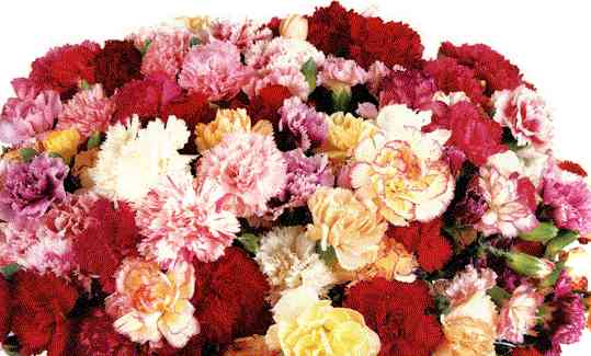 carnations.jpg (25733 bytes)
